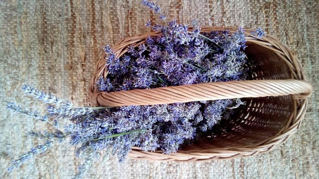 Soba Lavanda คลาโดโว ภายนอก รูปภาพ