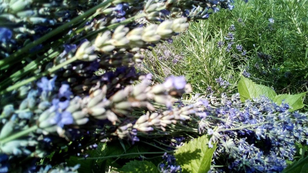 Soba Lavanda คลาโดโว ภายนอก รูปภาพ